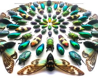 Shadow Box Art Real Taxidermy 3D Wall Large Artwork Cool Unique Framed Shadow Box Art Real Taxidermy 3D Wall Large Artwork Cool Unique Framed