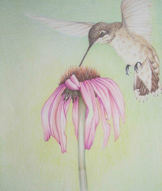 Pencil Art Work Hummingbird and Cone Flower Original