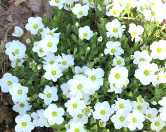 Sandwort (Arenaria Montana) - perennial plants - live plants - rock garden plant - white flowers - white ground cover - alpine plants