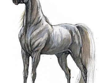 Grey arabian horse original pen and watercolor painting