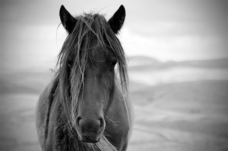  Black and white horse photo horse photography equine art