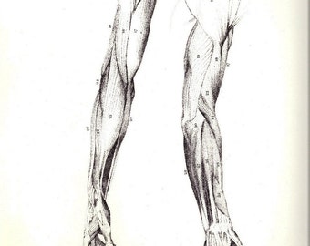 Human Anatomy Arm Muscles Antique Illustration by John Flaxman and Henry Landseer to Frame or Paper Arts, Collage & Scrapbooking PSS 2622