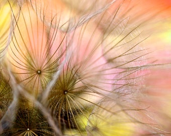 Nature photography, Macro, Seed head, Meadow Salsify, Wild Flower.