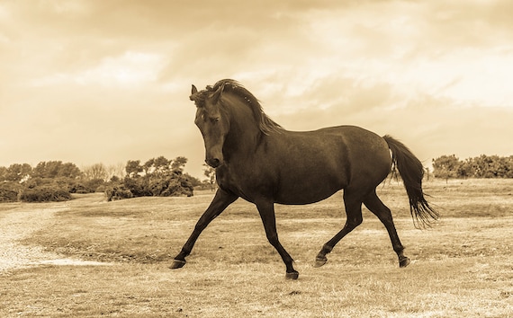 Dancing Horse, horseart, equineart, horse print,sepia toned print, limited edition print