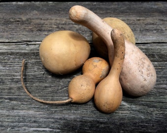 Small Mixed Gourd Set