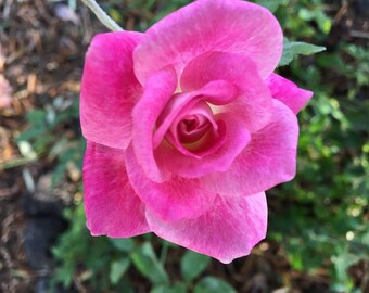 Pink Rose Flower Essence | Organic
