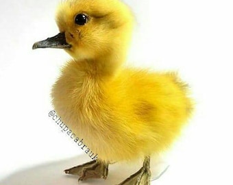 Taxidermy Duckling