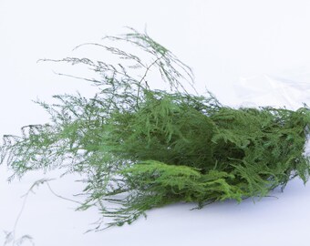 Preserved Plumosa Fern Greenery - Green Ferns - Preserved Ferns - Preserved Greenery