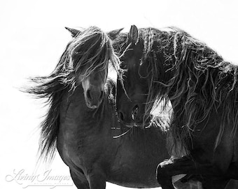 Two Sable Island Stallions II - Fine Art Horse Photograph - Horse - Sable Island - Wild Horse - Black and White -Fine Art Print