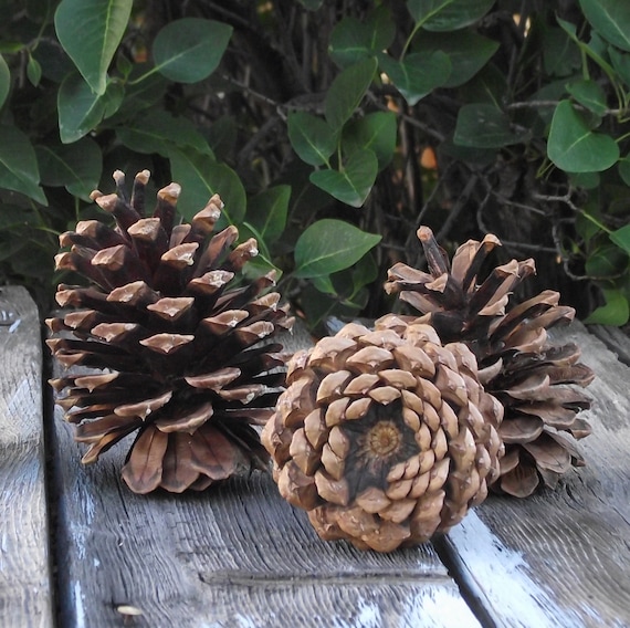 8 Jumbo Ponderosa Pine Cones Hand Gathered From The High