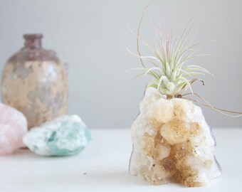 Gardening Gift, Unique Air Planter on Citrine Geode Chunk, Golden Brown Crystal Garden, Gift for Her, Boho Decor, November Birthstone