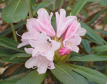 20 Seeds Rhododendron adenopodum Seeds,