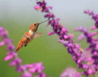 Rufous Hummingbird in flight