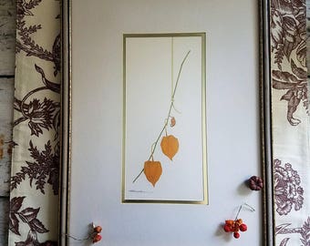Chinese Lantern Print / R Mueller Art / Nature Art / Art / Framed Art