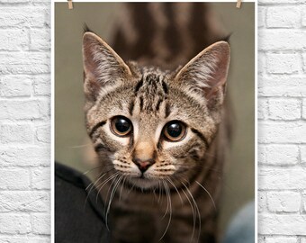 Whimsical Whiskers - baby animal photograph cat and kitten fine art portrait wall poster print photography home decor nursery decor