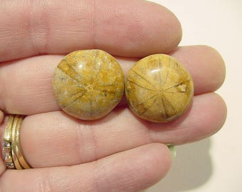 Pair Fossil Sand Dollar, Sea Urchin, Polished Cabs, Madagascar Collectible Jewelry Supply 19mm 16T151 K