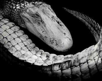 Black and white alligator.