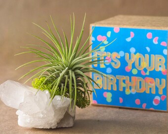 Happy Birthday Gift, Quartz Cluster Crystal Air Plant Gift Best Friend Birthday Girlfriend Birthday Air Plant Terrarium Unique Birthday Gift