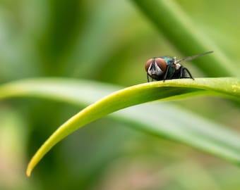 Green Bottle Fly Fine Art Photo Print - Insect Photo - Macro Photography - Wildlife Photography -Nature Photography -Gifts for Nature Lovers