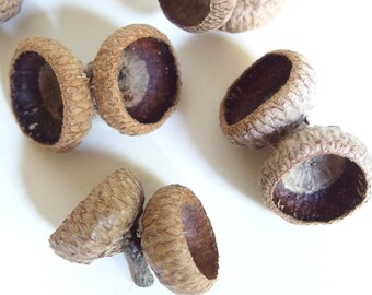 25 Double Unfinished Medium Oak Acorn Caps O14