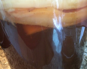 scoby / kombucha scoby / kombucha mushroom