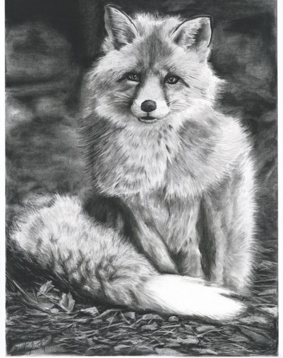 Fox drawing in charcoal Fox 18X24