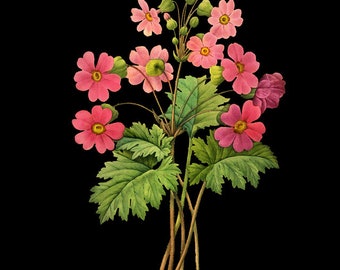 Botanical Print with Black Background - Primrose Print - Flower Poster - Red Redoute Wall Art Home Decor #vi784
