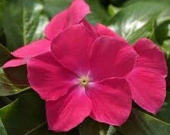 Vinca- Periwinkle- Rose- 50 Seeds