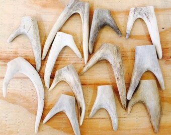 6 Assorted Forked Deer Antler Tips