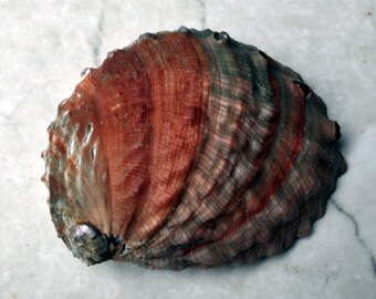 Red Abalone Seashell (5-6") - Haliotis Linnacus