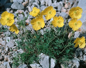10 Papaver kerneri, Alpine poppy or dwarf poppy,