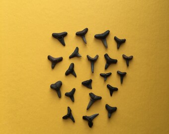 Fossilized Shark Teeth, 20 pieces, Shark Tooth, Natural Specimen, Jewelry Making, Shark Fossil, Fossilized Tooth, Fossil Collection, Shark