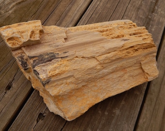 Genuine ROUGH PETRIFIED WOOD Specimen Stone - Over Three Pounds! - Beautiful Wood Grain Detail - Fossils - Crystals - Gemstone Collections