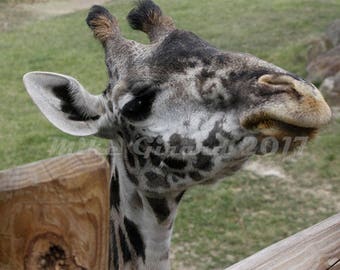 Cleveland Metropark Zoo Giraffe Photograph