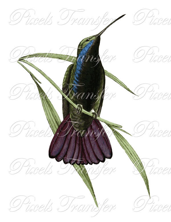 HUMMINGBIRD Instant Download Digital Image Transfer vintage