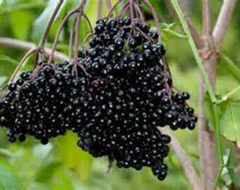 ELDERBERRY, American, Sambucus Canadensis, Fruits, Fruit, #1 Grade, Live Fruit Plants, Berries, Live Plants, Live Plant, Fruit Trees
