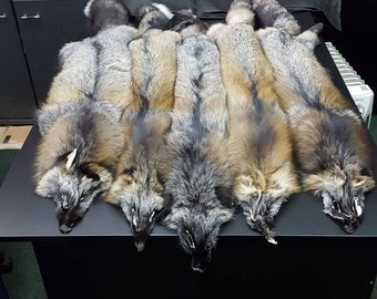 Cross fox pelt, fox pelt, fox pelts, fox fur, real fur, real fox fur, pelt, fox skin, animal pelt, fur, fur pelt, fur pelts, red fox