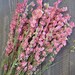 Pink Larkspur | Dried Larkspur | Larkspur Flowers | Pink Flowers