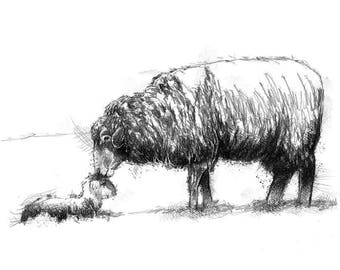 Sheep and lamb sketch | Limited edition fine art print from original drawing. Free shipping.