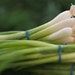 Onion Seeds- Scallions- White Bunching Southport- 100+ Seeds