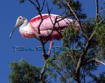 Roseate Spoonbill, Nature Photograpy, Bird Photograpy, Wildlife