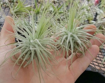 tillandsia magnusiana air plant