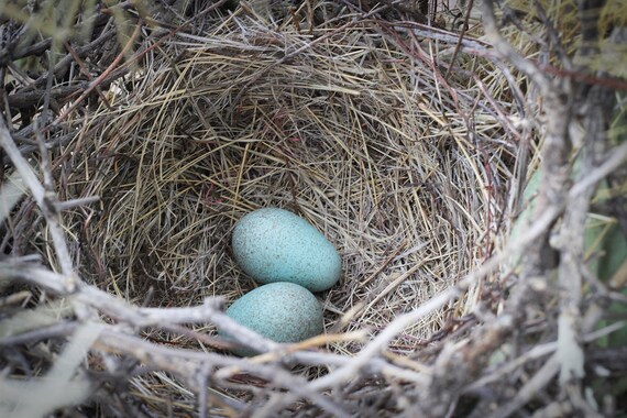 Bird's nest photo blue eggs in nest photo canvas or