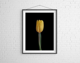 Fine Art Photography Print - Flower, Nature, Studio - Yellow Tulip