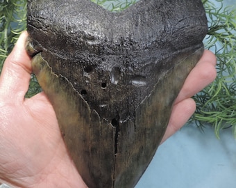 7'' Megalodon Tooth Replica!!