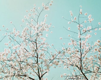 Cherry Blossoms Photograph, Pink Teal Print, Spring Flowers Wall Art, DC Cherry Blossoms 8x10