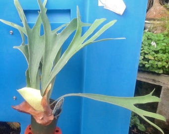 French Staghorn Fern - Platycerium veitchii 'Lemoinei' - 4" Pot