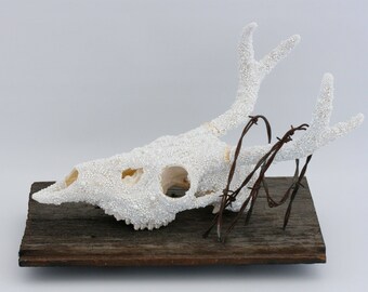 Untitled I. White Deer Skull.