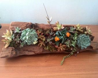 Driftwood Succulent Arrangement