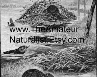 The Beaver Vintage Illustration, Antique Print, Digital Download
